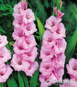 Gladiolus Pink 100 St.