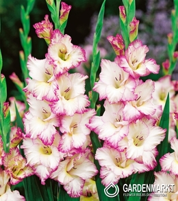 Gladiolus Weiß Pink 5 St.