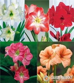 Eingestellt Hippeastrum Amaryllis &quot;1&quot; 22/24