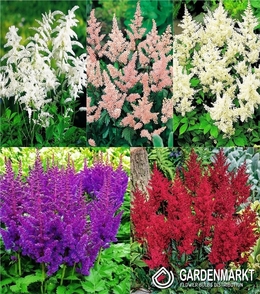 Eingestellt Astilbe Garten I Wahl