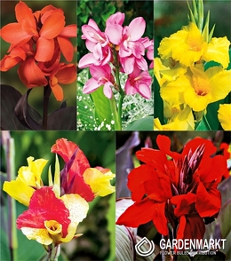 Eingestellt Canna "1" I Wahl