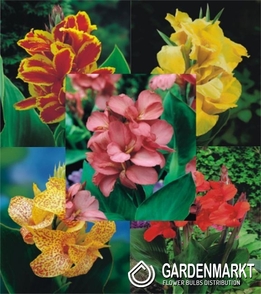 Eingestellt Canna "2" I Wahl