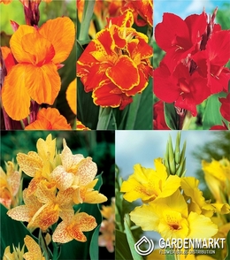 Eingestellt Canna "4" I Wahl