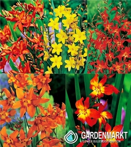 Eingestellt Crocosmia 6/+