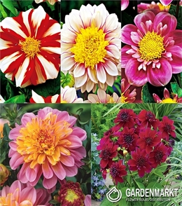 Eingestellt Dahlie Anemone I Wahl
