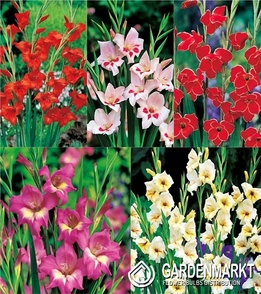 Eingestellt Gladiolus Gladiole Nanus 10/+