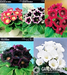 Eingestellt Gloxinia 6/+