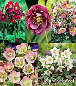 Eingestellt Helleborus Christrosen I Wahl