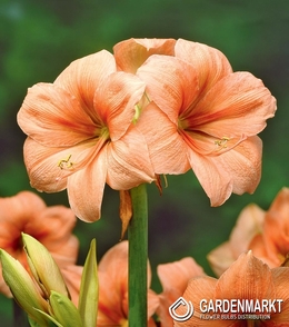 Hippeastrum Amaryllis Rilona 1 St.