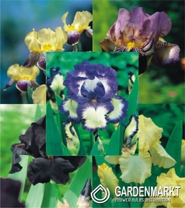 Eingestellt Iris Germanica Schwertlilie "2" I Wahl