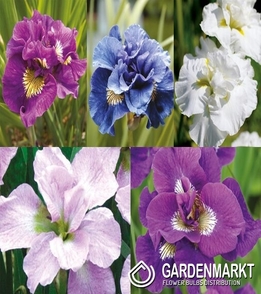 Eingestellt Sibirische Iris Full