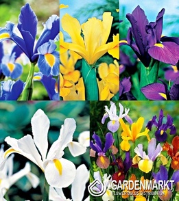 Eingestellt Holländische Iris 7/8