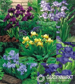 Eingestellt Iris Pumila I Wahl