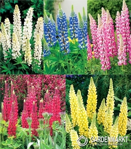 Eingestellt Lupinus Lupine Dekorativ I Wahl