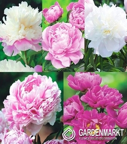 Eingestellt Pfingstrose Paeonia &quot;1&quot; I Wahl