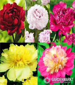 Eingestellt Pfingstrose Paeonia "3" I Wahl