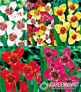 Eingestellt Tigridia Pavonia 5/+