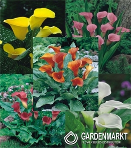 Eingestellt Zantedeschia "1"