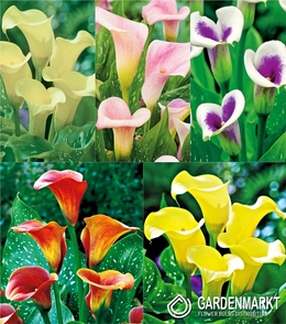 Eingestellt Zantedeschia "2"