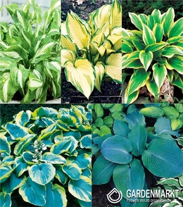 Eingestellt Hosta "1" I Wahl