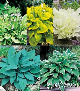 Eingestellt Hosta "2" I Wahl