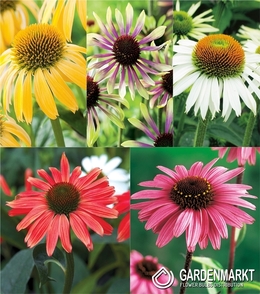 Eingestellt Echinacea Sonnenhut I Wahl
