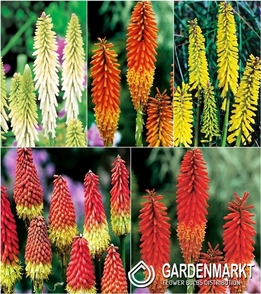 Eingestellt Kniphofia Fackellilie I Wahl