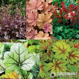 Eingestellt Heuchera I Wahl