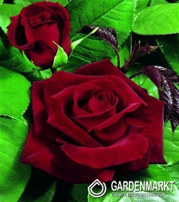 Mehrblütigen Rose Weinrot 1 St.