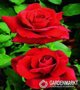 Mehrblütigen Rose Rot 1 St.