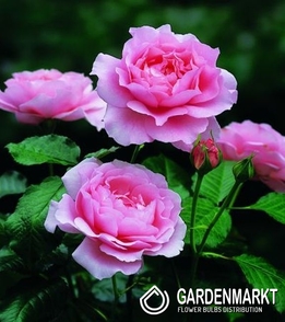 Mehrblütigen Rose Rosa 1 St.