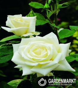 Mehrblütigen Rose Weiß 1 St.
