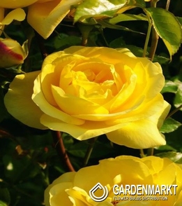Mehrblütigen Rose Gelb 1 St.