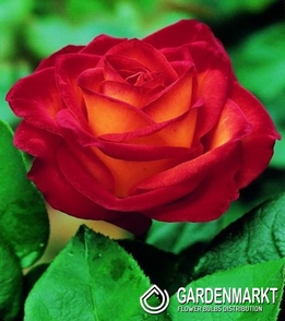 Mehrblütigen Rose Gelb Rot 1 St.