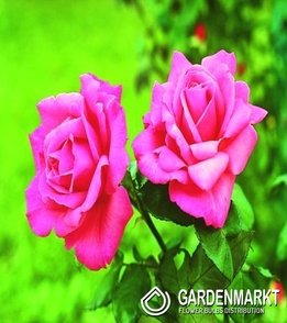 Mehrblütigen Rose Dunkelrosa 1 St.