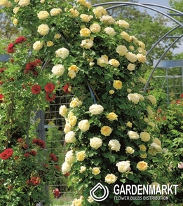 Kletterrose Gelb 1 St.