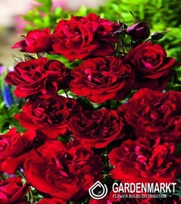 Rabattrose Rot 1 St.