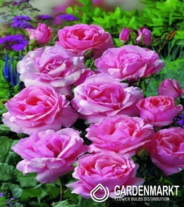Rabattrose Rosa 1St.