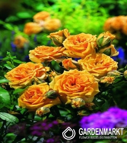 Mini Rose Gelb 1 St.