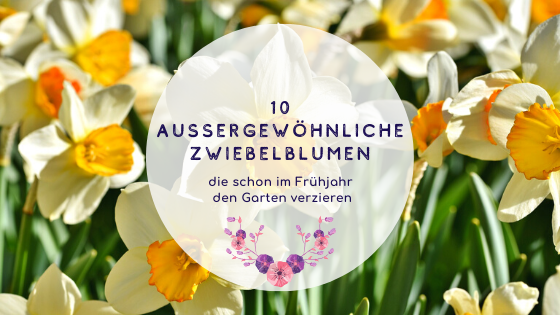 10-aussergewoehnliche-zwiebelblumen