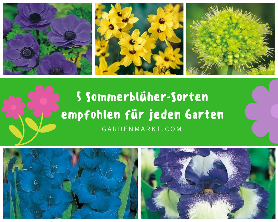5 Sommerblüher-Sorten empfohlen für jeden Garten