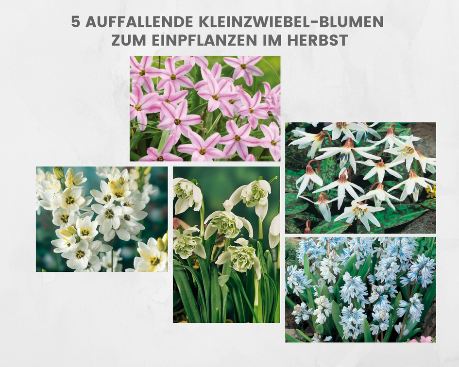 5 auffallende Kleinzwiebel-Blumen zum Einpflanzen im Herbst