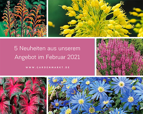 5-neuheiten-aus-unserem-angebot-im-februar-2021