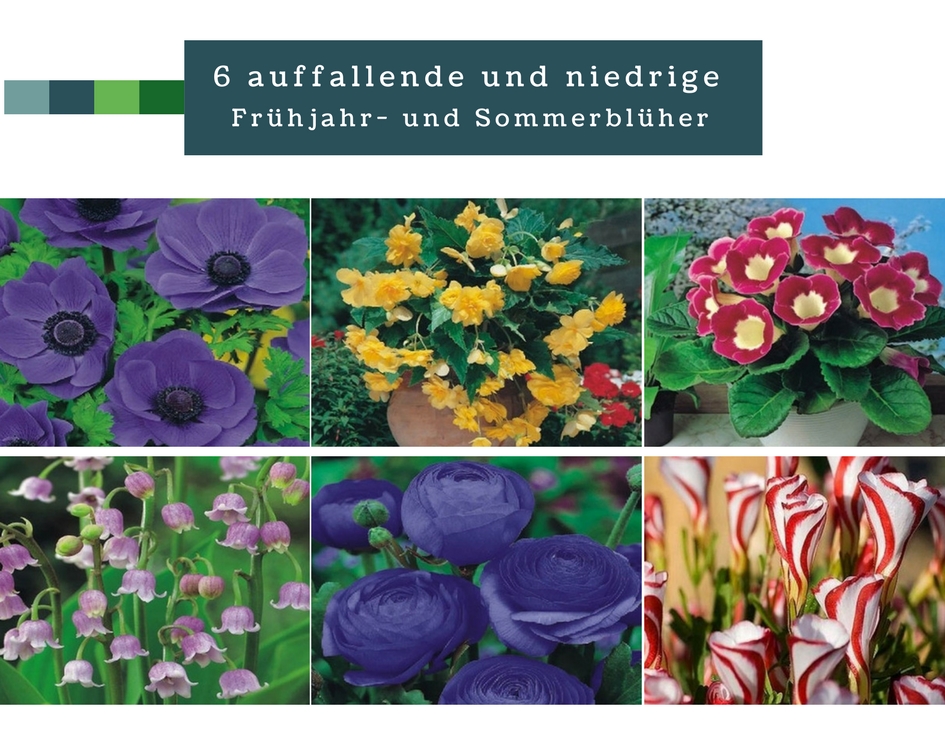 6 auffallende und niedrige Frühjahr- und Sommerblüher