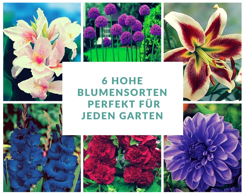 6 hohe Blumensorten perfekt für jeden Garten