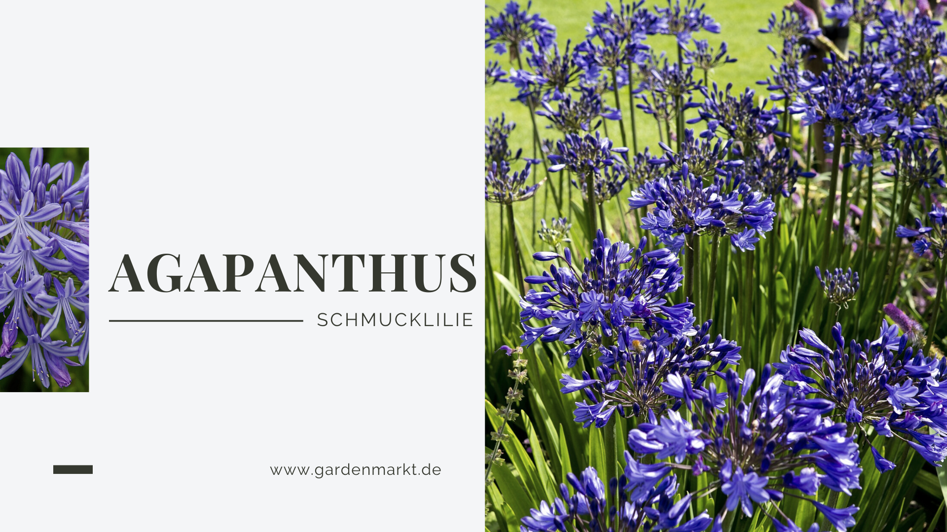 Agapanthus