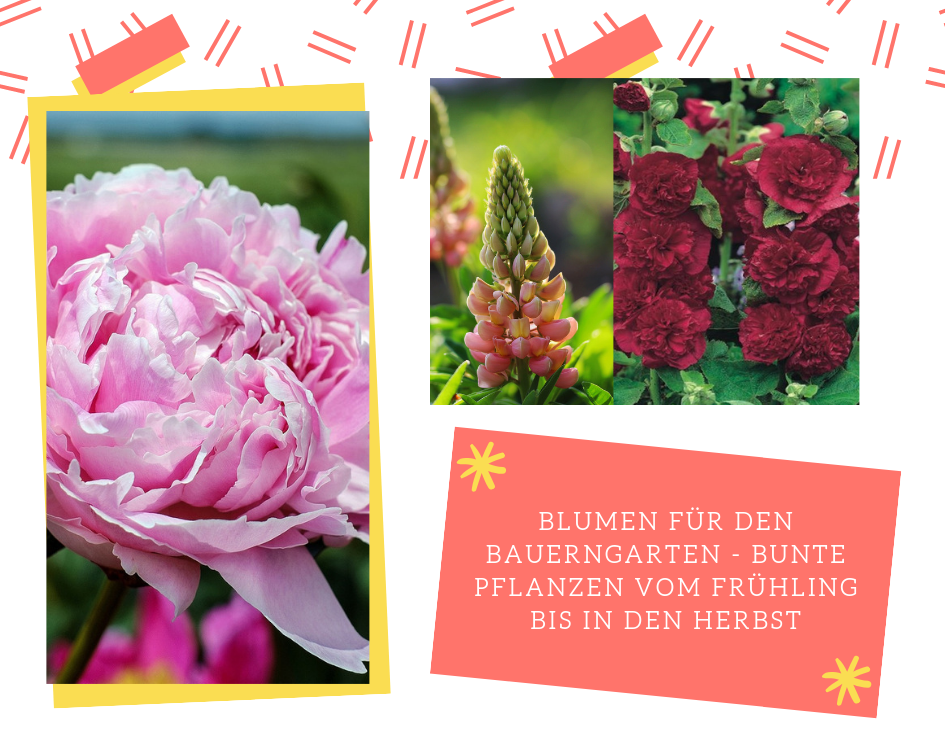 blumen-fuer-den-bauerngarten-bunte-pflanzen-vom-fruhling-bis-in-den-herbst