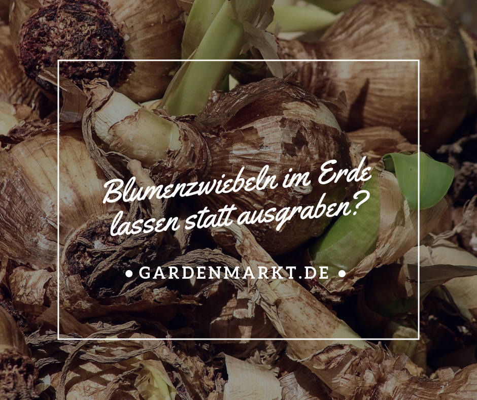Blumenzwiebeln-im-Erde-lassen-statt-ausgraben