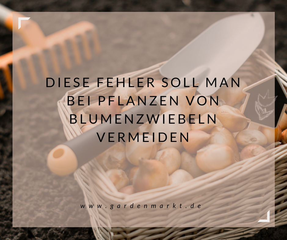Diese Fehler soll man bei Pflanzen von Blumenzwiebeln vermeiden