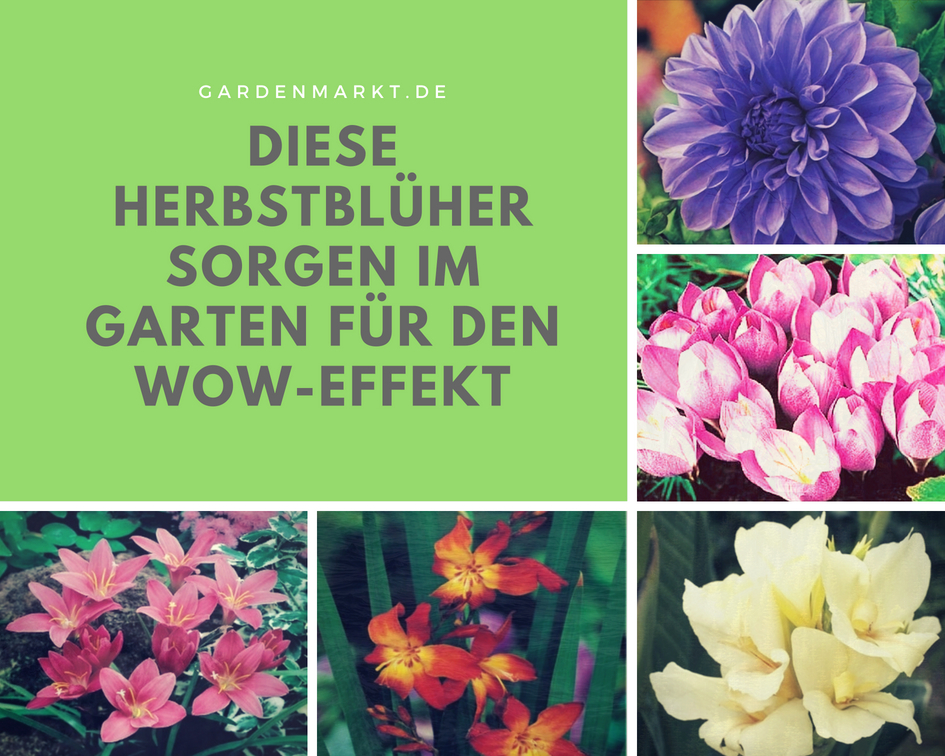 Diese Herbstblüher sorgen im Garten für den WOW-Effekt